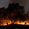 Nhân viên cứu hỏa nỗ lực khống chế các đám cháy rừng ở Carpinteria, California. (Nguồn: THX/TTXVN)