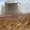 Thu hoạch lúa mì tại Pushkino, ngoại ô Moskva, Nga ngày 17/8. (Nguồn: EPA/TTXVN)