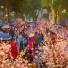  Lễ hội hoa Anh đào 2017 tại Hà Nội. (Ảnh: Trọng Đạt/TTXVN)