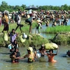 Người tị nạn Rohingya chạy trốn xung đột từ Rakhine (Myanmar) tới khu vực Palongkhali gần Ukhia, Bangladesh ngày 16/10/2017. (Nguồn: AFP/TTXVN)