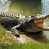 Cà Mau: Người dân phát hiện cá sấu nằm ven bờ sông Ông Đốc