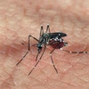  Muỗi Aedes aegypti. (Nguồn: Genetic Literacy Project/TTXVN)