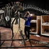 Một chuyên gia lắp ráp bộ xương khủng long trước khi đưa ra bán đấu giá. (Nguồn: AFP)