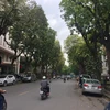 Hàng cây trên đường Trần Hưng Đạo (Trong đó có sưa đỏ). (Ảnh Nguyễn Dũng/TTXVN)