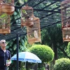Hầu như khách nước ngoài đến Công viên Tao Đàn cũng bị thu hút bởi những chú chim. (Ảnh: Thanh Tân/TTXVN)