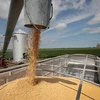  Thu hoạch đậu nành tại Dwight, bang Illinois, Mỹ ngày 13/6. (Ảnh: AFP/TTXVN)