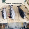 Cá voi sau khi bị đánh bắt được đưa lên boong tàu của Nhật Bản ở ngoài khơi vùng biển Nam Cực. (Ảnh: EPA/TTXVN)
