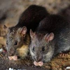 [Video] Loài chuột lan tràn khắp Paris, số lượng đông hơn người