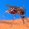Muỗi là vật trung gian truyền virus Tây sông Nile sang người. (Ảnh: AFP/TTXVN)