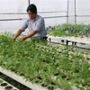 Ứng dụng công nghệ sinh học trong nông nghiệp là một trong những lĩnh vực thúc đẩy thương mại 2 chiều Việt Nam-Ấn Độ. . (Ảnh: Minh Trí/ TTXVN)