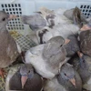 Trên 2.000 con chim bồ câu non khoảng 10 ngày tuổi, tình trạng còn yếu, một số con đã chết. (Ảnh: TTXVN phát)