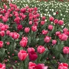 Hoa tulip. (Ảnh: Khánh Linh/TTXVN)