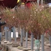 [Video] Chợ hoa Quảng Bá tràn ngập hoa đào, ngỡ như Tết sắp về