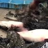[Video] Nhật Bản cấm bán cá nóc đột biến do biến đổi khí hậu