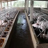 Đàn lợn chuẩn bị xuất chuồng của một hộ chăn nuôi tại Bạc Liêu. (Ảnh: Huỳnh Sử/TTXVN)