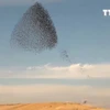 [Video] Vũ khúc kỳ lạ của bầy sáo đá trên bầu trời Israel