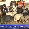 [Video] Du khách thích thú khám phá bảo tàng lợn tại Hàn Quốc