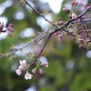 [Photo] Hoa Tớ Dày rắc Xuân rực rỡ khắp rẻo cao Tây Bắc