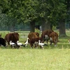 Bò được chăn thả trên đồng cỏ gần Warsaw, Ba Lan. (Ảnh: AFP/TTXVN)