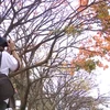 [Video] Hà Nội đẹp đến xao xuyến trong mùa cây thay lá 