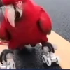 [Video] Chú vẹt nổi tiếng lái xe 3 bánh và trượt patin thiện nghệ