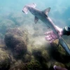 Một vùng biển ở giữa Thái Bình Dương là "vườn trẻ" của cá nhám búa. (Nguồn: phys.org)