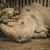 Cái chết của con tê giác trắng Bắc Phi đực cuối cùng ở Kenya đặt dấu chấm hết cho sự tồn tại của loài động vật này trên Trái Đất. (Nguồn: National Geographic Creative)