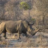 Tê giác tại Vườn thú Quốc gia Kruger ở Nam Phi. (Ảnh: AFP/TTXVN)