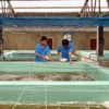 Nuôi tôm postlarvae tại cơ sở nuôi tập trung ở xã An Hải, Ninh Phước, Ninh Thuận. (Ảnh: Công Thử/TTXVN)