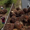 Nông dân thu hoạch quả cọ tại Kampar, tỉnh Riau, Malaysia. Ảnh: AFP/ TTXVN)