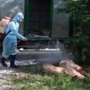 Phun hóa chất lợn bị dịch tả lợn châu phi tại hộ gia đình ông Lê Văn Bán, thôn 11, xã Hòa Phú, thành phố Buôn Ma Thuột. (Ảnh: Phạm Cường - TTXVN)