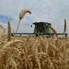 Thu hoạch lúa mì tại vùng Stavropol, miền nam nước Nga. (Ảnh: AFP/TTXVN)