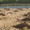 [Video] Gần 300 người lập kỷ lục Guinness điêu khắc cát hình cá heo 