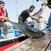 Khai thác cá ngừ tại Indonesia. (Nguồn: The Jakarta Post)