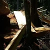 Hiện trường một vụ chặt phá rừng tại Gia Lai. (Ảnh: Hồng Điệp/TTXVN)