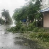 Cành cây gẫy đổ do bão số 2 tại khu I Đồ Sơn, Hải Phòng. (Ảnh: An Đăng/TTXVN)