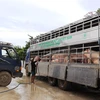 Vệ sinh, khử trùng đàn lợn an toàn trước khi lưu thông ra thị trường. (Ảnh minh họa: Lê Đức Hoảnh/TTXVN)