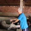Người dân huyện Đức Huệ (Long An) chủ động tiêm phòng dịch bệnh cho lợn. (Ảnh: Đức Hạnh/TTXVN)