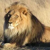 Sư tử Nam Phi. (Nguồn: thepetitionsite.com)