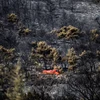 Cây cối bị thiêu rụi sau vụ cháy rừng ở ngoại ô thủ đô Athens, Hy Lạp ngày 12/8/2019. (Ảnh: AFP/TTXVN)