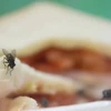 Loài ruồi - 'vị cứu tinh' đắc dụng xử lý các loại thực phẩm thừa 
