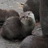 Rái cá tại sở thú Beauval ở Saint-Aignan, Pháp. (Ảnh: AFP/TTXVN)