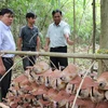 Kiểm tra mô hình trồng nấm Linh chi bán tự nhiên dưới tán rừng tại Vườn quốc gia Phước Bình. (Ảnh: Nguyễn Thành/TTXVN)