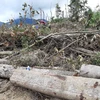 Tại hiện trường, hàng trăm lóng gỗ có đường kính 10-50cm, nằm ngổn ngang trên đường đã được san đất bằng phẳng rộng khoảng 4 mét để chờ cơ hội đưa ra khỏi rừng. (Ảnh: Đặng Tuấn/TTXVN)