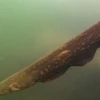 [Video] Phát hiện loài lươn có thể phóng điện mạnh tới 860 volt