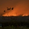Lửa cháy ngùn ngụt tại một cánh rừng ở Kampar, tỉnh Riau, Indonesia ngày 9/9/2019. (Ảnh: AFP/TTXVN)