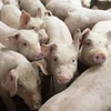 Thành phố Bắc Kinh sẽ đầu tư lớn vào ngành nuôi lợn. (Ảnh: AFP/TTXVN)