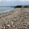 Hàng nghìn con cá chết nổi trên hồ Koroneia, miền Bắc Hy Lạp ngày 19/9/2019 do biến đổi khí hậu. (Ảnh: AFP/TTXVN)