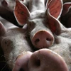 Dịch tả lợn châu Phi đang bùng phát tại Timor Leste. (Ảnh: AFP/TTXVN)