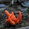 Loài nấm độc sát nhân có tên Poison Fire Coral (San hô lửa). (Nguồn: BBC)